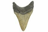 Serrated, Fossil Megalodon Tooth - North Carolina #338564-1
